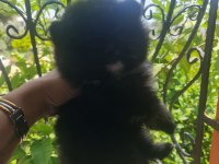 Çok tatlı henüz yavru aşılı pomeranian