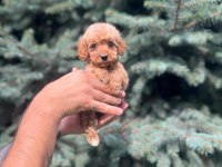 Sağlık garantili maltipoo yavrumuz