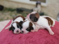 Şecereli Ve Üreticiden Shih-Tzu Köpekler