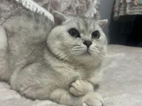 Scottish fold kedisi