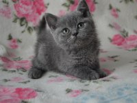 British shorthair yavruları
