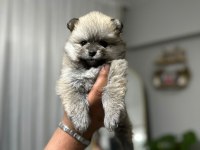 Teslime hazır Pomeranian bebekler