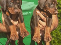 ÜST KALİTE DOBERMAN YAVRULARI