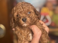 MİNİ BOY RED TOY POODLE KIZIMIZ