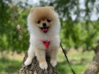 5 aylık eğitimli dişi pomeranian boo