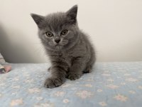 British Shorthair 55 Günlük