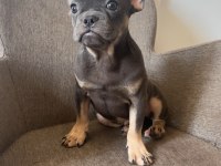 Ücretsiz French Bulldog Yavrularım