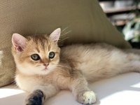 British Shorthair Golden