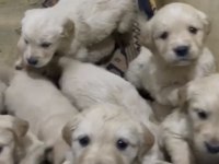 A kalite ırk sağlık garantili golden retriever yavrular