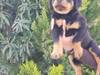 Koca kafa rottweiler yavrularımız