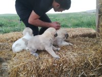 Kangal yavruları 1 aylık