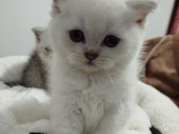 Blue point scottish fold bebek