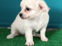 Dişi Chihuahua