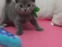 Uyguna Scottish Fold Dişi ve Erkek yavrularimiz