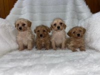 Safkan Irk Garantili F1 Maltipoo Yavrularımız