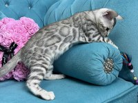 Faturalı Silver Bengal Yavruları