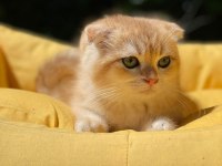 Hemen Teslim Scottish Fold Güzellikler