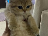 Golden tabby dişi yavru