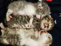 British shorthair aşk bebekler