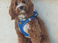 Yavrumuza ev arıyoruz maltipoo
