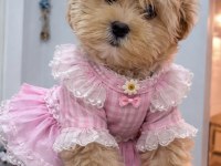 Toy poodle aprikot yavrum