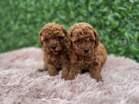 Toy Poodle Köpeklerimiz
