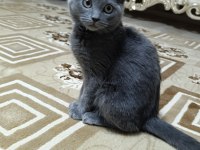 Bulut british shorthair kedimiz