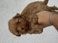 Poodle Aşılı Köpeğimiz
