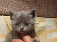 Sevimli british shorthair bebekler