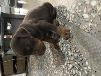 Kaliteli Doberman yavruları