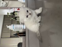 Scottish fold shorthair 45 günlük beyaz