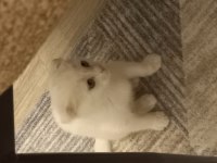 Yuvasını arayan minik bebek scottish fold