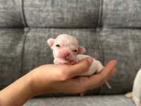 Chihuahua beyaz yavrular