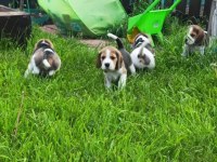 Beagle yavrularımız
