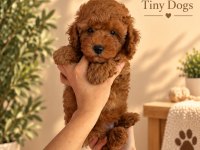 Sevimli Mini Poodle Bebeklerimiz