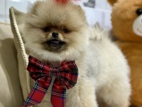 Show class efsane dişi pomeranian boo