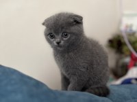 Dişi scottish fold uyguna yavru