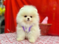 Mersin Pomeranian Boo Ayı Surat