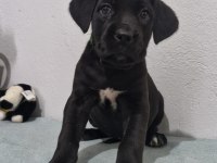 Saglık Ve Safkanlık Garantılı Şecereli Cane Corsolar