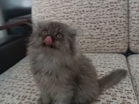 BRİTİSH LONGHAİR ERKEK YAVRUMUZ
