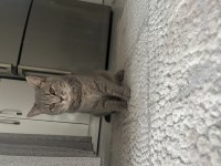 8 aylık british shorthair