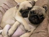 A+ PugMops Bebekler Renk Ve Anatomi Harikası