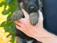 Ev ortamında yetiştirilmiş cane corso yavrularımız