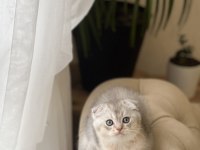 SIFIR KULAK SCOTTİSH FOLD YAVRUM