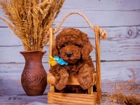 Toy Poodle Safkan Her Renk Yavrularımız