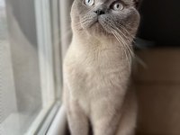 1.5 yaşında erkek scottish blue point