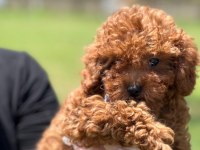 Kıvırcık Red Brown Toy Poodle Bebeklerimiz
