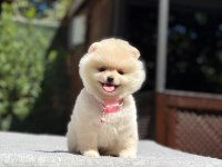 Ayıcık surat pomeranian yavrular