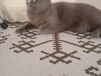 British shorthair dişi