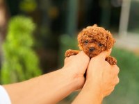 Yetiştiricilik Çiftliğinden Kore Poodle Bebeklerimiz